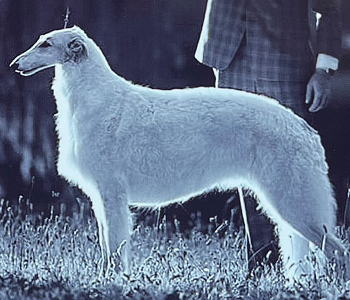 Top Conformation Borzoi 2024